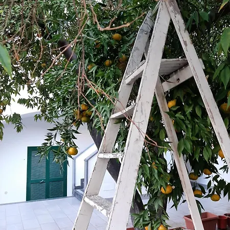 Lemon Tree Nel Nyaraló
